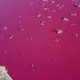 Image for article titled Pollution Turns an Argentinian Lake Bright Pink